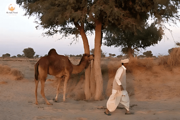 — Bishnoi Village Bishnoi Village
